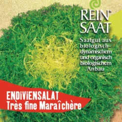Endivie Tres Fine Maraichère | BIO Endiviensalatsamen Von Reinsaat