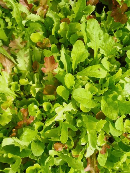 Salatmischung Misticanza | BIO Salatsamen Von Reinsaat 1 Salatmischung Misticanza | BIO Salatsamen Von Reinsaat