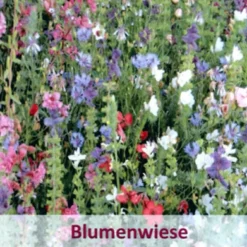 Franziskus Mischung (100 G) | Insektenwiese Von Küpper