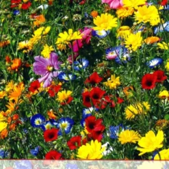 Blumenwiese Werratal (1 Kg) | Insektenwiese Von Küpper