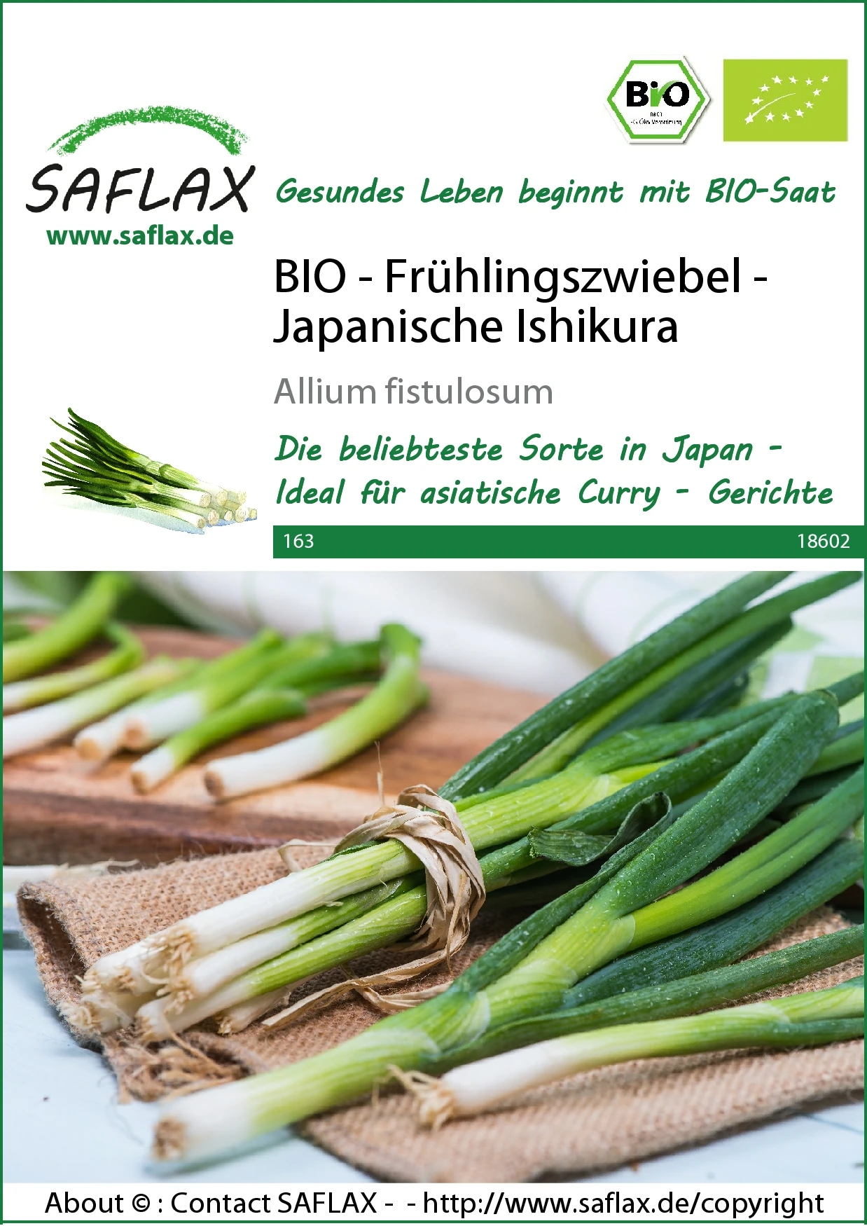 Frühlingszwiebel Japanische Ishikura | BIO Zwiebelsamen Von Saflax 2 Frühlingszwiebel Japanische Ishikura | BIO Zwiebelsamen Von Saflax – Bild 2