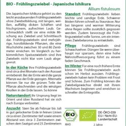 Frühlingszwiebel Japanische Ishikura | BIO Zwiebelsamen Von Saflax