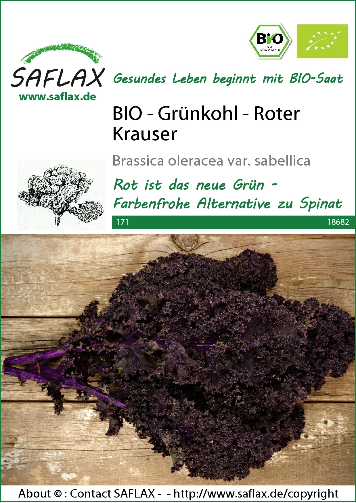 Grünkohl Roter Krauser | BIO Grünkohlsamen Von Saflax 1 Grünkohl Roter Krauser | BIO Grünkohlsamen Von Saflax
