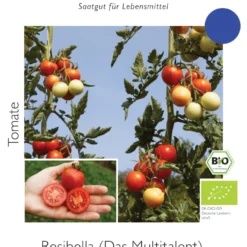 Freilandtomate Resibella | BIO Freilandtomatensamen Von Culinaris