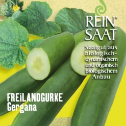 Freilandgurke Gergana | BIO Freilandgurkensamen Von Reinsaat