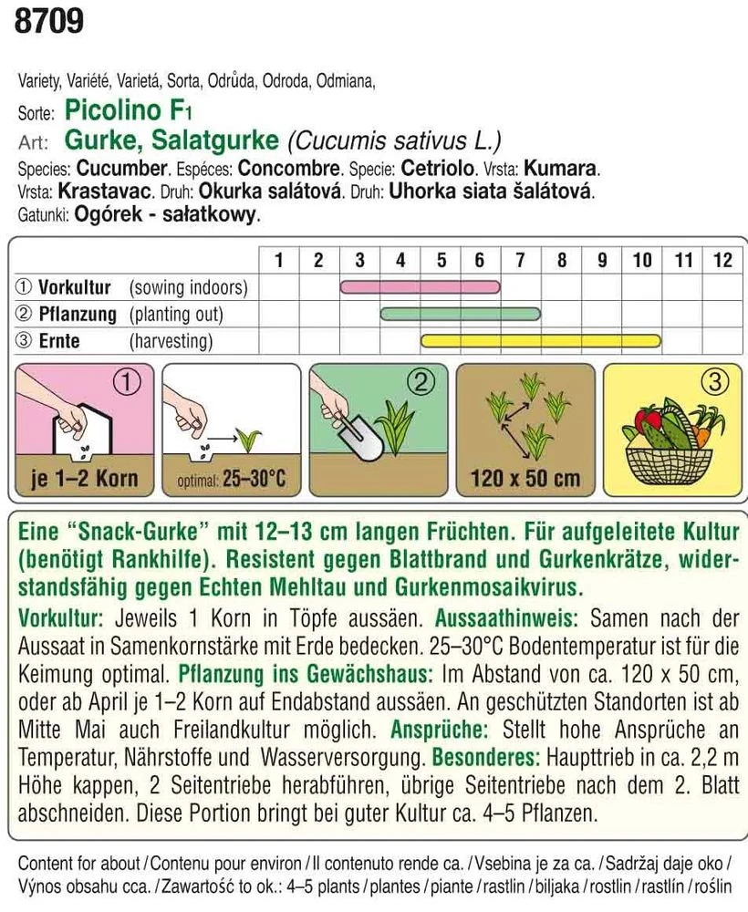 Minigurke Picolino F1 | Minigurkensamen Von Austrosaat 2 Minigurke Picolino F1 | Minigurkensamen Von Austrosaat – Bild 2