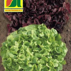 Eichblattsalat Elexir & Starix | Eichblattsalatsamen Von Austrosaat