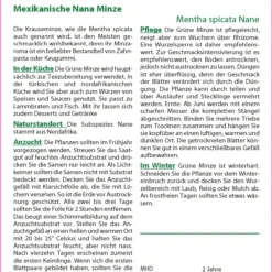 Mexikanische Nana Minze | Minzesamen Von Saflax