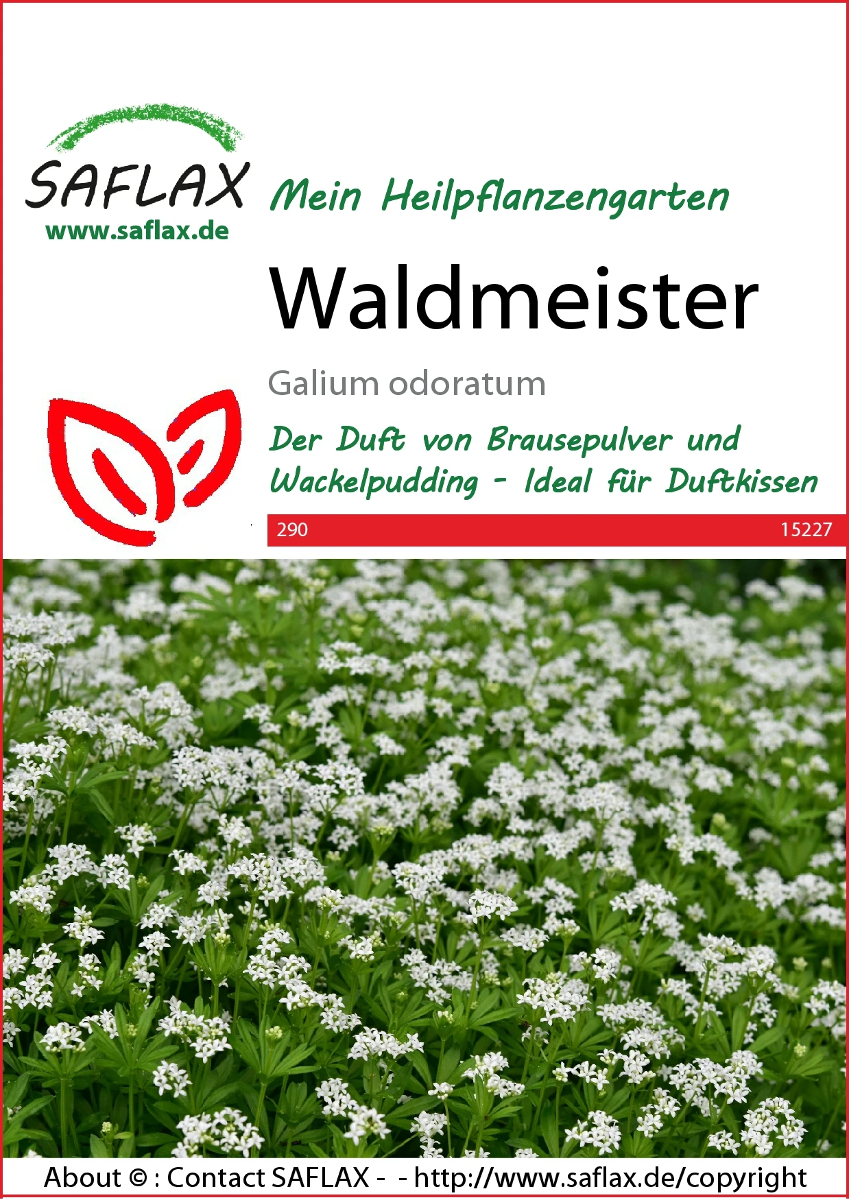 Waldmeister | Waldmeistersamen Von Saflax 2 Waldmeister | Waldmeistersamen Von Saflax – Bild 2