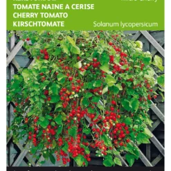 Kirschtomate Micro Cherry | Kirschtomatensamen Von Buzzy Seeds