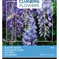 Wisteria Blau | Blauregensamen Von Buzzy Seeds
