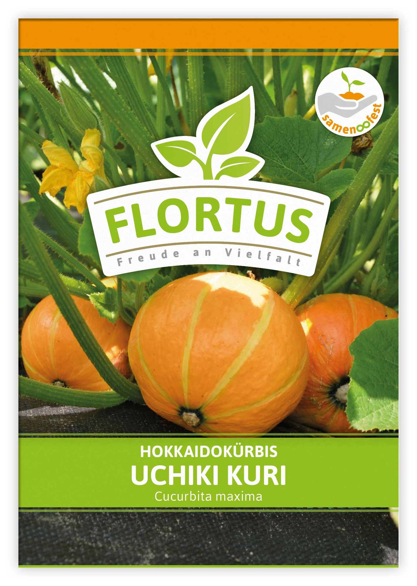 Hokkaidokürbis Uchiki Kuri (100 Stück) | Hokkaidokürbissamen Von FLORTUS 1 Hokkaidokürbis Uchiki Kuri (100 Stück) | Hokkaidokürbissamen Von FLORTUS
