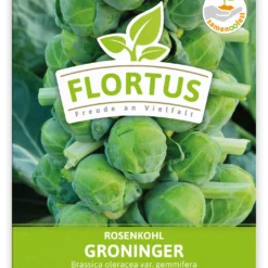 Rosenkohl Groninger (100 Stück) | Rosenkohlsamen Von FLORTUS 5 Rosenkohl Groninger (100 Stück) | Rosenkohlsamen Von FLORTUS -Angebote Pflanzen Glanz Store 549860 Rosenkohl Groninger 100 Stueck 2000 0477 100x 1