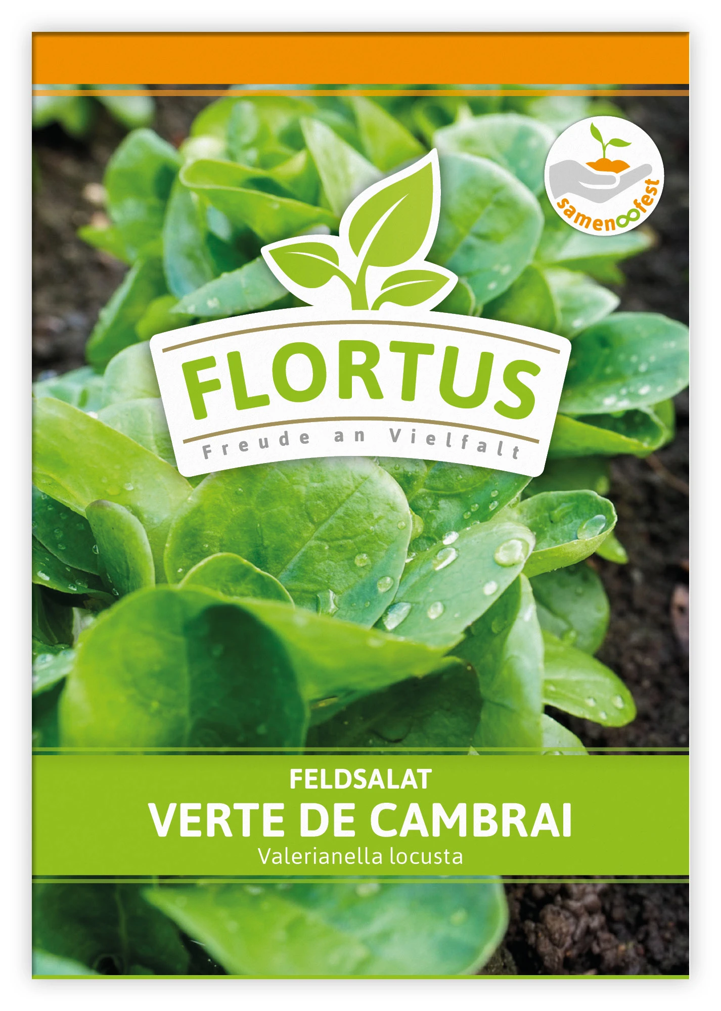 Feldsalat Verte De Cambrai (100 Stück) | Feldsalatsamen Von FLORTUS 2 Feldsalat Verte De Cambrai (100 Stück) | Feldsalatsamen Von FLORTUS – Bild 2
