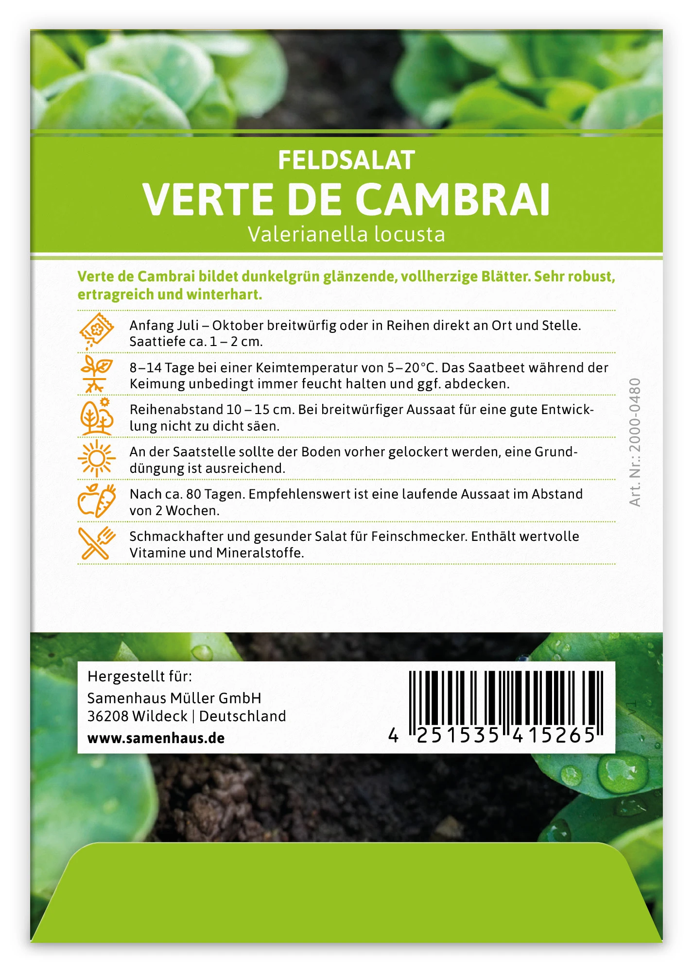 Feldsalat Verte De Cambrai (100 Stück) | Feldsalatsamen Von FLORTUS 3 Feldsalat Verte De Cambrai (100 Stück) | Feldsalatsamen Von FLORTUS – Bild 3