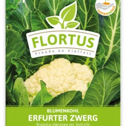 Blumenkohl Erfurter Zwerg (100 Stück) | Blumenkohlsamen Von FLORTUS -Angebote Pflanzen Glanz Store 549866 Blumenkohl Erfurter Zwerg 100 Stueck 2000 0483 100x 1