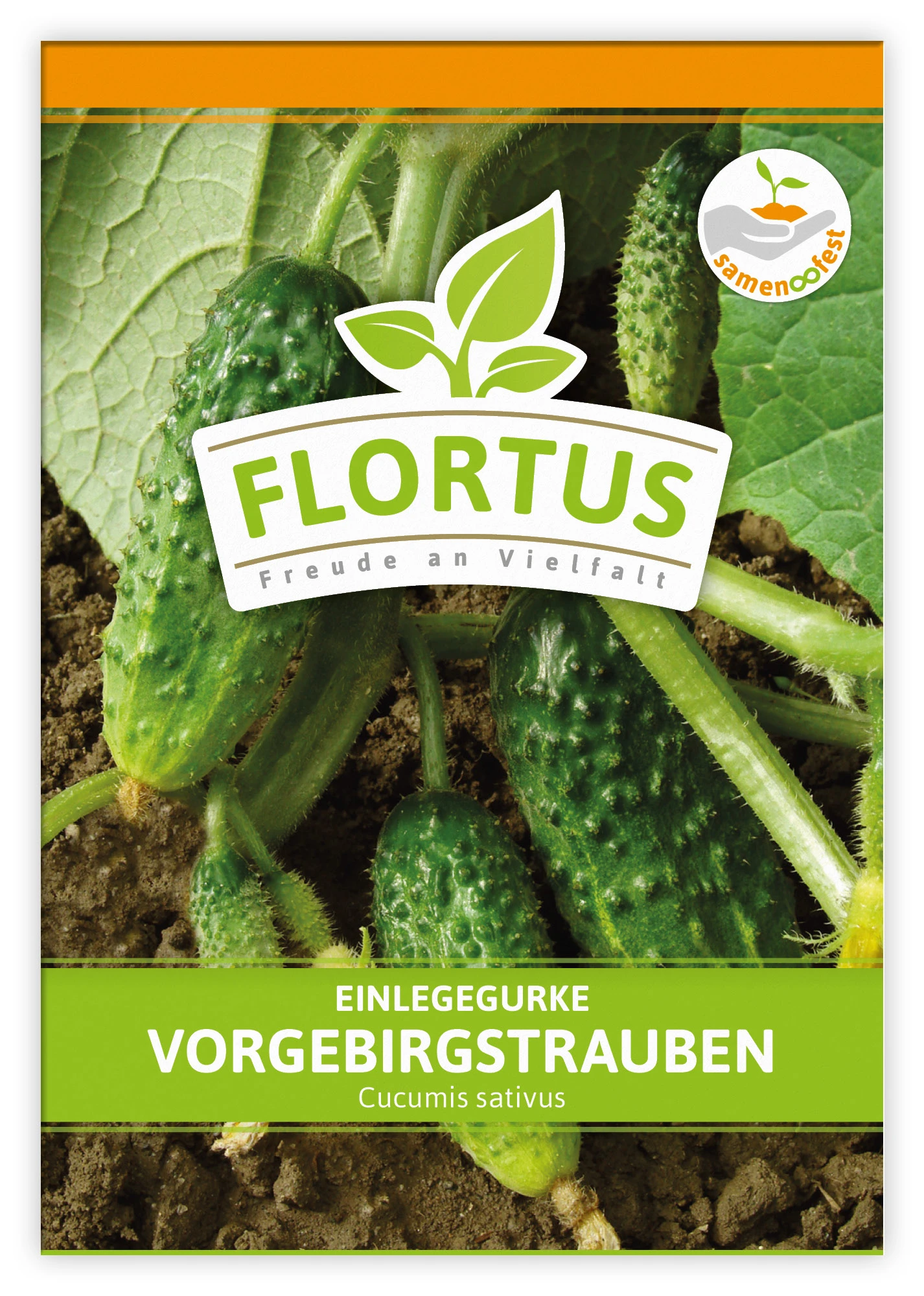 Einlegegurke Vorgebirgstrauben (100 Stück) | Einlegegurkensamen Von FLORTUS 1 Einlegegurke Vorgebirgstrauben (100 Stück) | Einlegegurkensamen Von FLORTUS