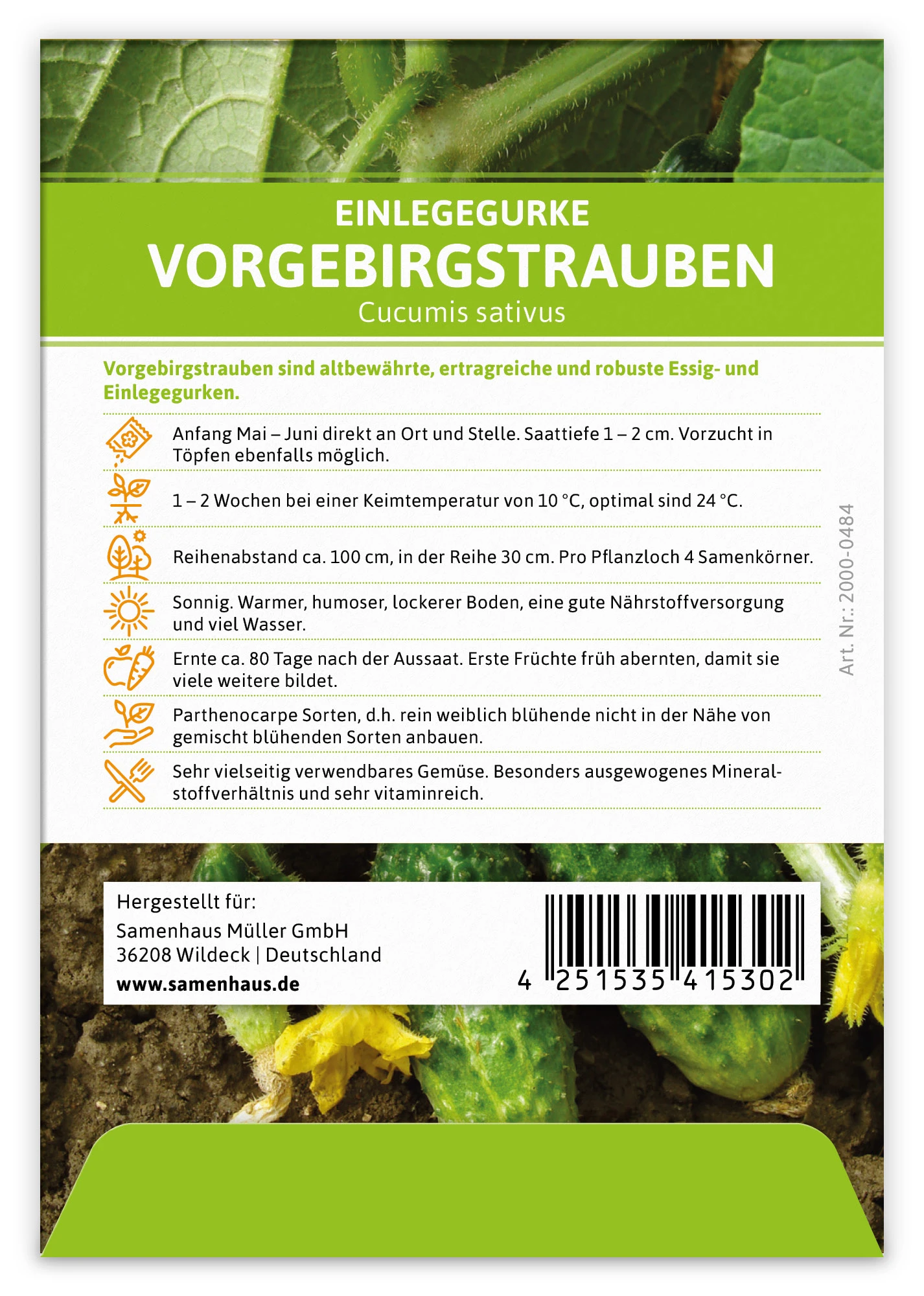 Einlegegurke Vorgebirgstrauben (100 Stück) | Einlegegurkensamen Von FLORTUS 3 Einlegegurke Vorgebirgstrauben (100 Stück) | Einlegegurkensamen Von FLORTUS – Bild 3
