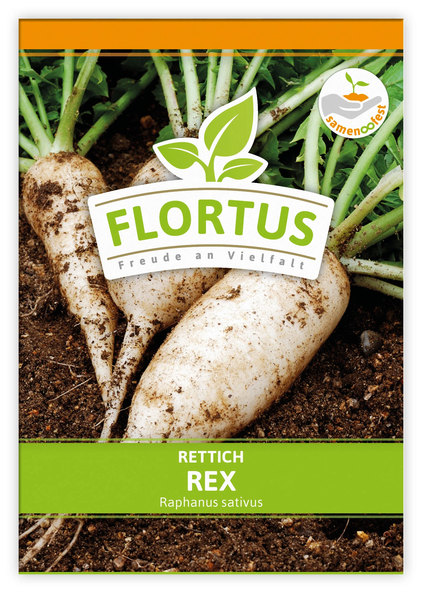 Rettich Rex (100 Stück) | Rettichsamen Von FLORTUS 2 Rettich Rex (100 Stück) | Rettichsamen Von FLORTUS – Bild 2