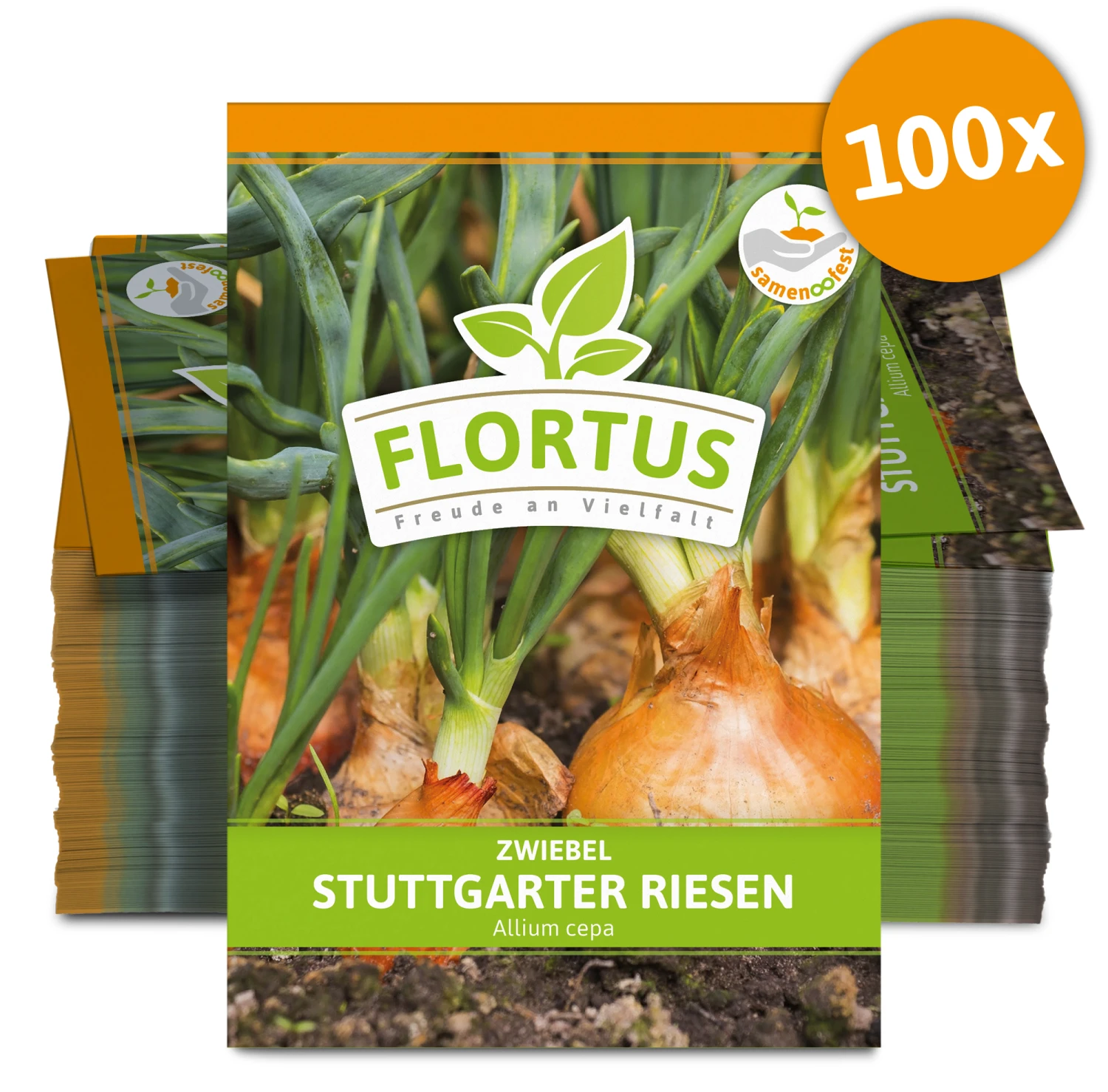 Zwiebel Stuttgarter Riesen (100 Stück) | Zwiebelsamen Von FLORTUS 3 Zwiebel Stuttgarter Riesen (100 Stück) | Zwiebelsamen Von FLORTUS – Bild 3