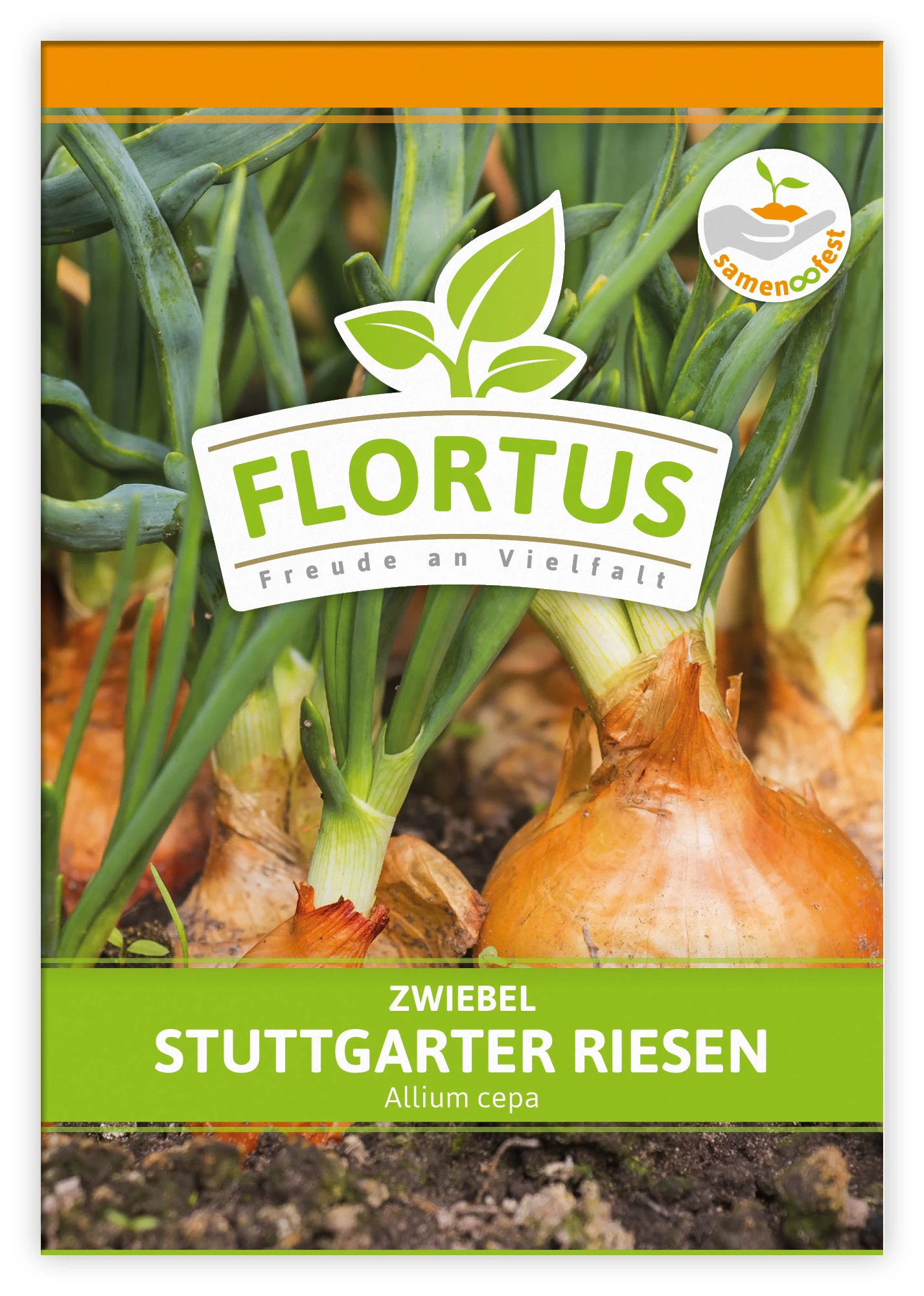 Zwiebel Stuttgarter Riesen (100 Stück) | Zwiebelsamen Von FLORTUS 2 Zwiebel Stuttgarter Riesen (100 Stück) | Zwiebelsamen Von FLORTUS – Bild 2