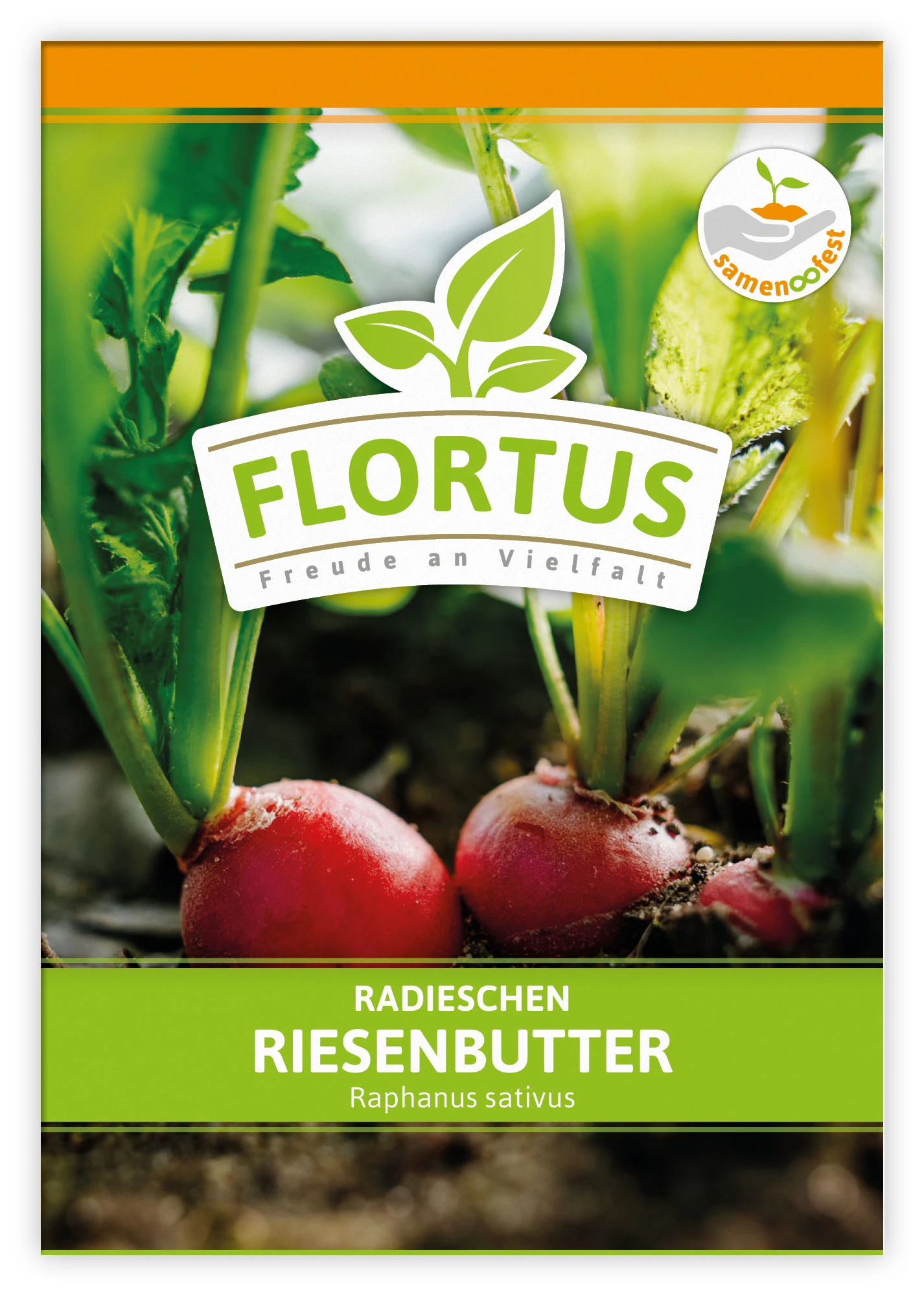 Radieschen Riesenbutter (100 Stück) | Radieschensamen Von FLORTUS 3 Radieschen Riesenbutter (100 Stück) | Radieschensamen Von FLORTUS – Bild 3