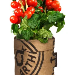 Greensquad Snack-Tomaten | Anzuchtsets Von Baza