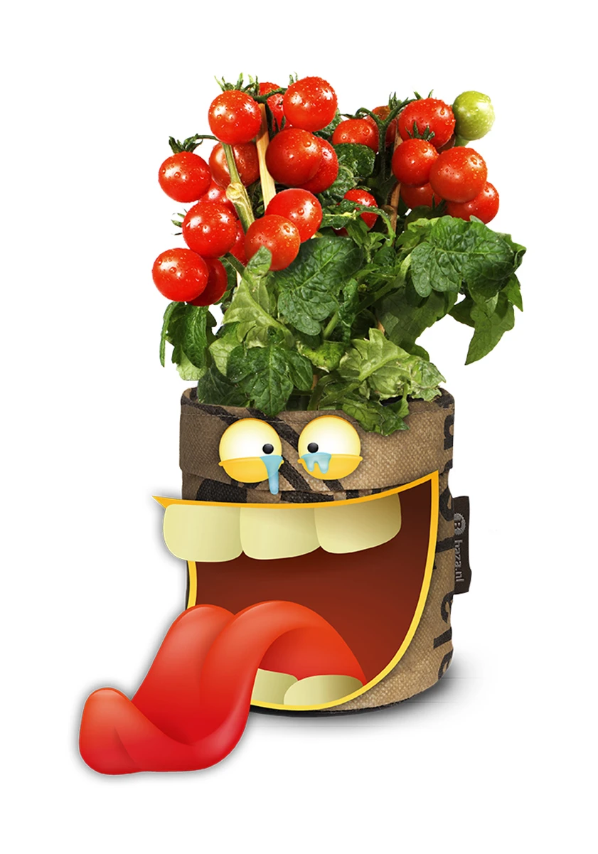 Greensquad Snack-Tomaten | Anzuchtsets Von Baza 4 Greensquad Snack-Tomaten | Anzuchtsets Von Baza – Bild 4