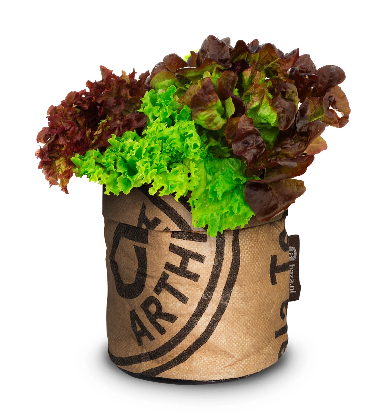 Greensquad Knackiger Salat | Anzuchtsets Von Baza 4 Greensquad Knackiger Salat | Anzuchtsets Von Baza – Bild 4