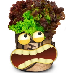 Greensquad Knackiger Salat | Anzuchtsets Von Baza