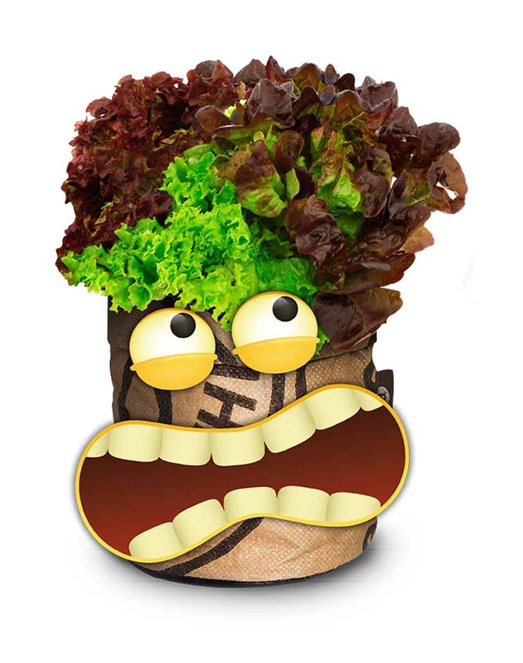 Greensquad Knackiger Salat | Anzuchtsets Von Baza 1 Greensquad Knackiger Salat | Anzuchtsets Von Baza