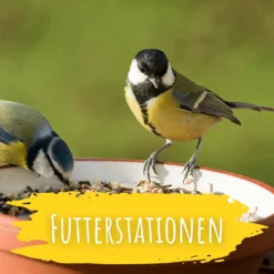 Wildvogel Futter (2 Kg) | BIO Vogelfutter Von Biobalu -Angebote Pflanzen Glanz Store 550628 BIO Wildvogel Futter 2 kg BB1019 5