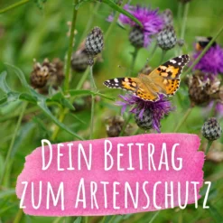 Bienenweide Mit Wildgräsern (Naturwiese) | Bienenwiese Von Biobalu -Angebote Pflanzen Glanz Store 550629 Bienenweide mit Wildgraesern Naturwiese BB1016 4