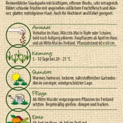 Gurke Picolino F1 | BIO Minigurkensamen Von Samen Pfann