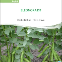 Dicke Bohne Eleonora DB | BIO Bohnensamen Von Sativa Rheinau