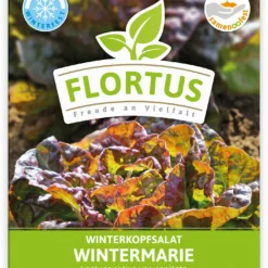 Winterkopfsalat Wintermarie (100 Tütchen) | Kopfsalatsamen Von FLORTUS 5 Winterkopfsalat Wintermarie (100 Tütchen) | Kopfsalatsamen Von FLORTUS -Angebote Pflanzen Glanz Store 551876 Winterkopfsalat Wintermarie 100 Tuetchen 2000 0560 100x 1