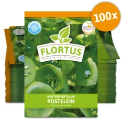 Winterportulak Postelein (100 Tütchen) | Portulaksamen Von FLORTUS 11 Winterportulak Postelein (100 Tütchen) | Portulaksamen Von FLORTUS -Angebote Pflanzen Glanz Store 551880 Winterportulak Postelein 100 Tuetchen 2000 0562 100x 0
