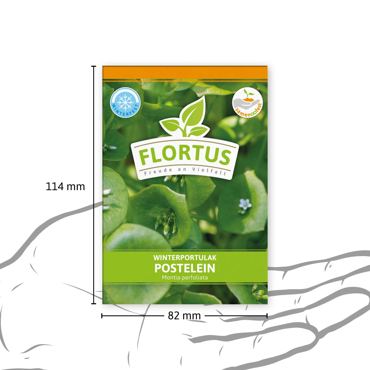 Winterportulak Postelein (100 Tütchen) | Portulaksamen Von FLORTUS 3 Winterportulak Postelein (100 Tütchen) | Portulaksamen Von FLORTUS – Bild 3