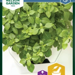 Basilikum Balkon Star | Basilikumsamen Von Nelson Garden