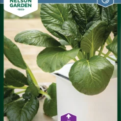 Komatsuna | Salatsamen Von Nelson Garden