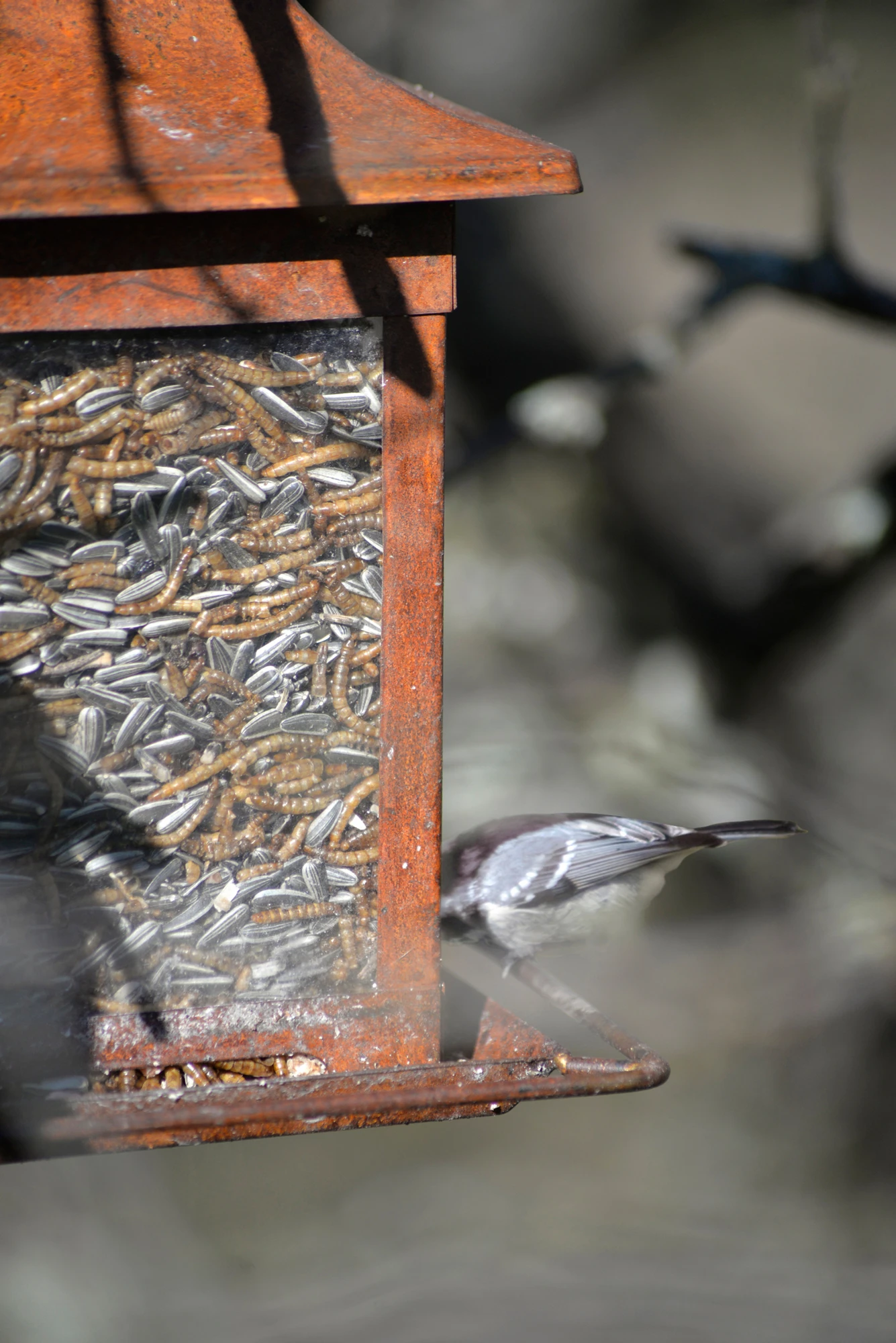 Vogelfutter Mehlwürmer (300 G) | Vogelfutter Von Nelson Garden 2 Vogelfutter Mehlwürmer (300 G) | Vogelfutter Von Nelson Garden – Bild 2