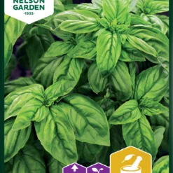 Basilikum Normal | Basilikumsamen Von Nelson Garden