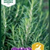 Rosmarin | Rosmarinsamen Von Nelson Garden