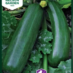 Zucchini Diamant F1 | Zucchinisamen Von Nelson Garden