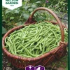 Grüne Bohne Cogito | Bohnensamen Von Nelson Garden