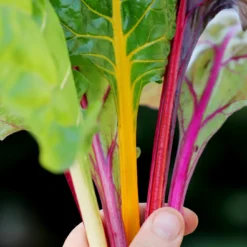 Angebote Pflanzen Glanz Store -Angebote Pflanzen Glanz Store 552234 Mangold Fireworks 90683 ng 1