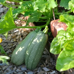 Zucchini Emperol F1 | Zucchinisamen Von Nelson Garden