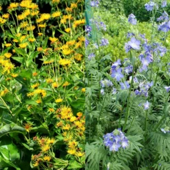 Stauden Bienenweide | BIO Bienenwiese Von Biobalu 13 Stauden Bienenweide | BIO Bienenwiese Von Biobalu -Angebote Pflanzen Glanz Store 554548 BIO Stauden Bienenweide BB1023 2