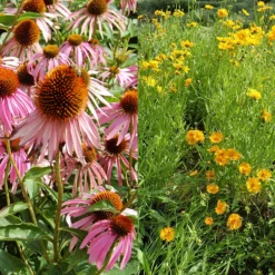 Stauden Bienenweide | BIO Bienenwiese Von Biobalu 12 Stauden Bienenweide | BIO Bienenwiese Von Biobalu -Angebote Pflanzen Glanz Store 554548 BIO Stauden Bienenweide BB1023 3