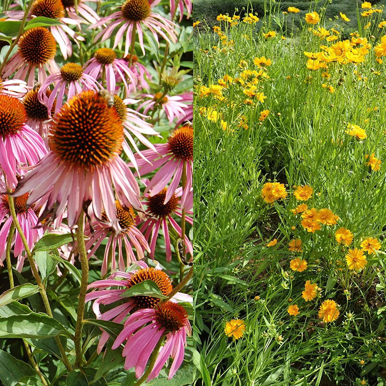 Stauden Bienenweide | BIO Bienenwiese Von Biobalu 6 Stauden Bienenweide | BIO Bienenwiese Von Biobalu – Bild 6